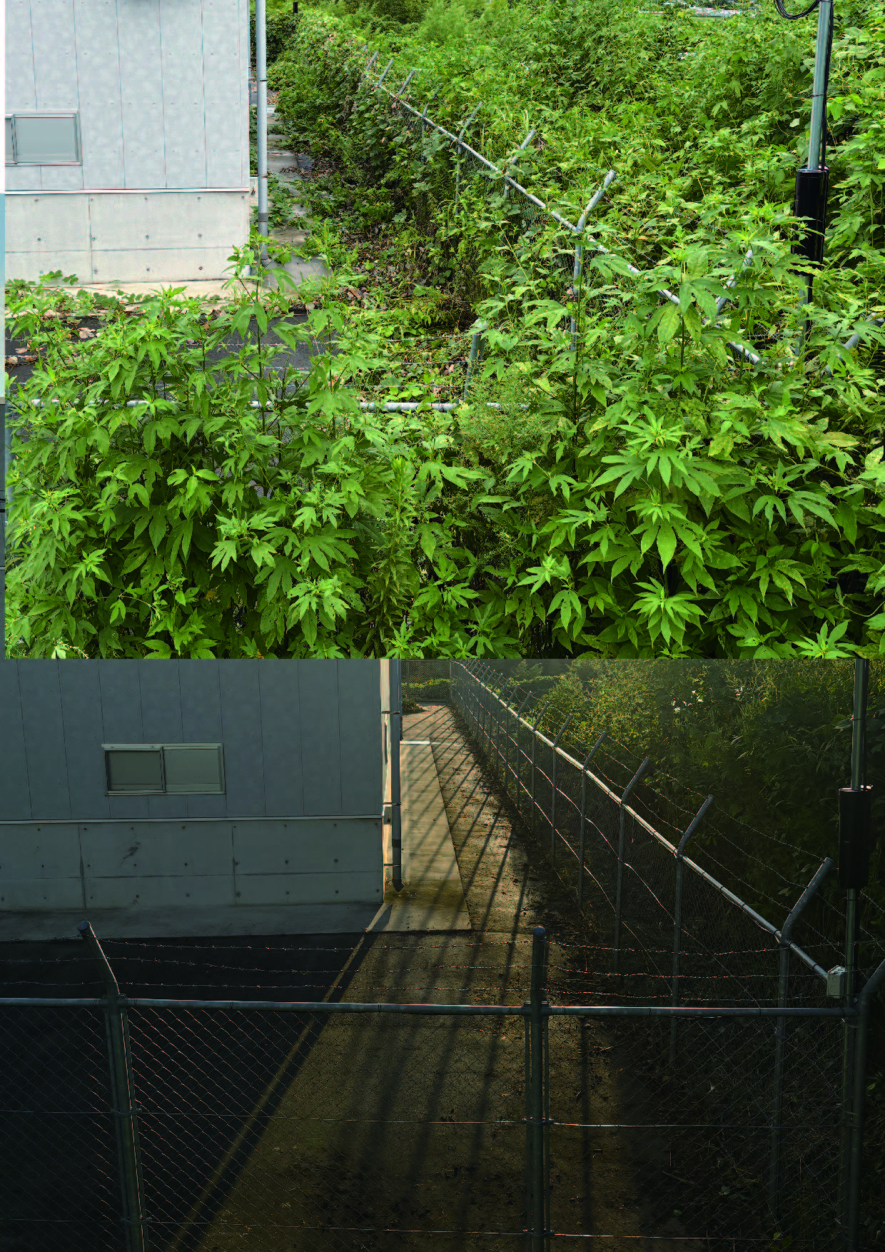 糸島　福岡　林業　伐採　大木　樹木　請負